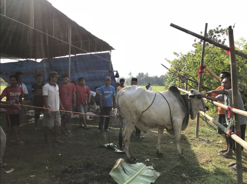 Idul Adha, Warga Garon Sembelih 12 Hewan Kurban