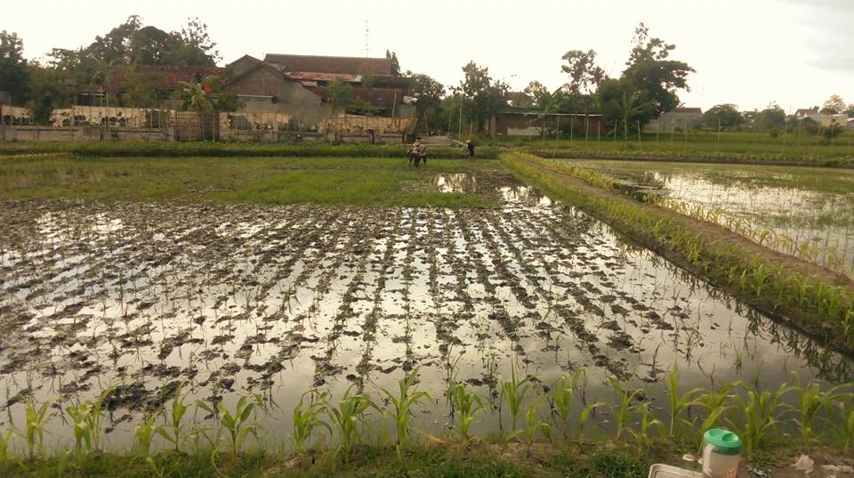 Perjuangan Desa Di Bantul Untuk Bertani Organik