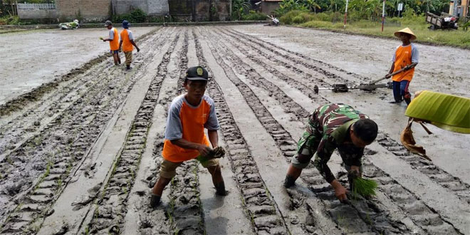 Babinsa Desa Panggungharjo Dampingi Petani Tanam Padi