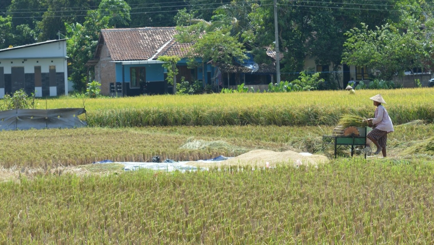 Diserang Walang Sangit, Panen Padi Menurun